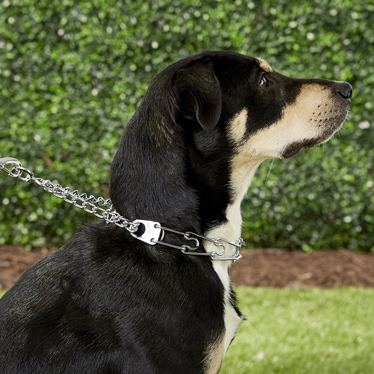 Herms Sprenger ULTRA-PLUS Training Collar with Center-Plate and Assembly Chain