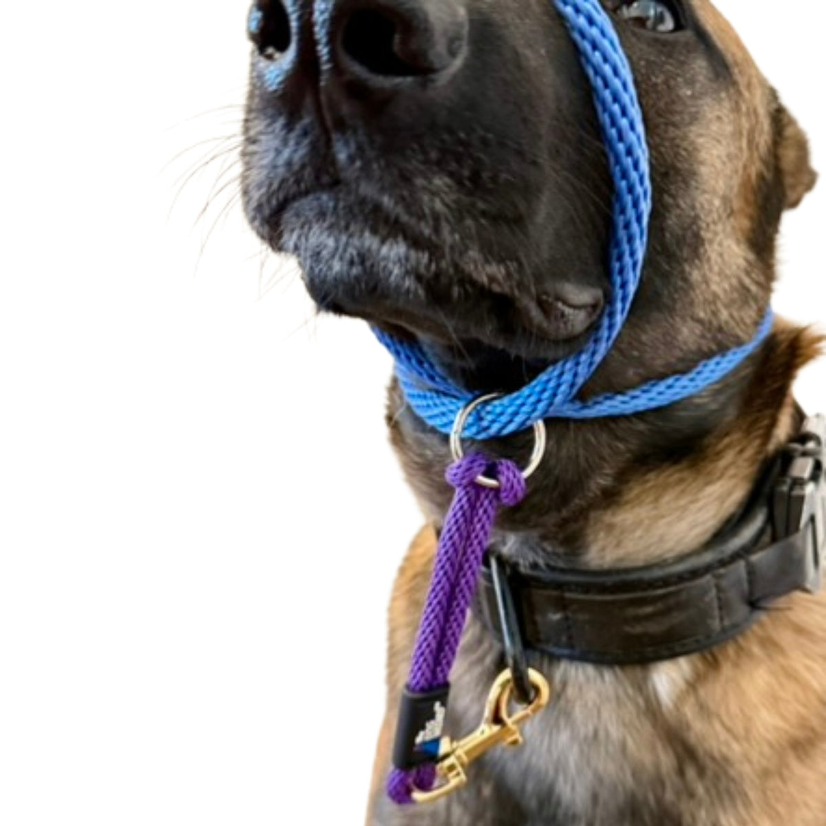 Dog Wizard Safety