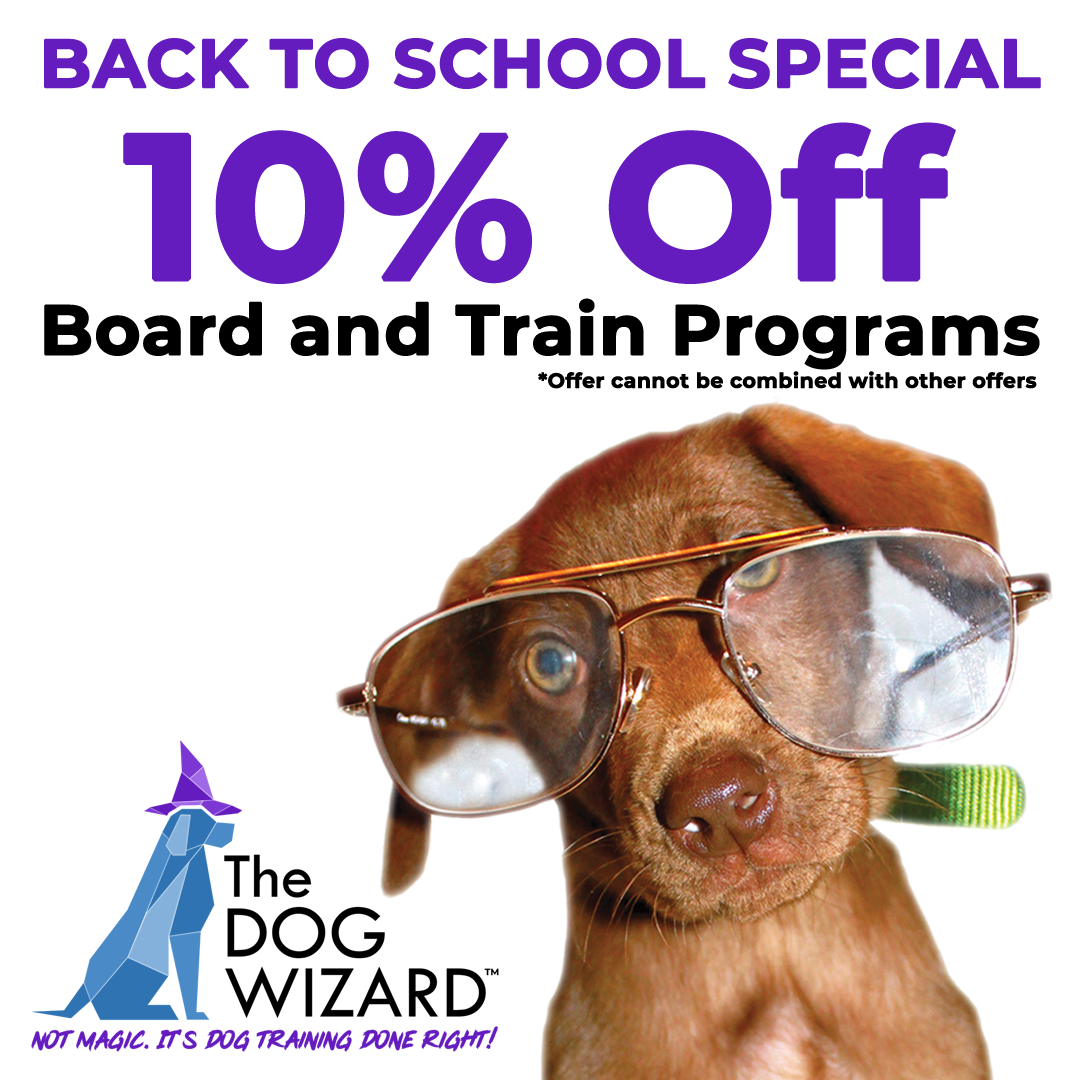 Back To School Special Digital Flyer