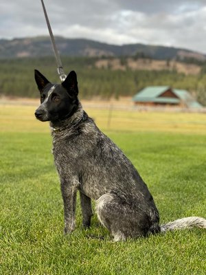 Kimberland 2.25 Prong Collar with Quick Release